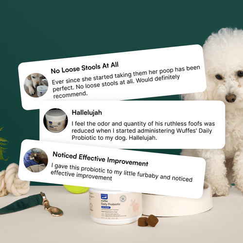 Probiotic Chews